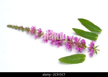 Gewöhnlicher Loosestreif, Lythrum salicaria. Der Loosestraf wird seit der Antike als Heilpflanze verwendet. Als Heilmittel Blüten und das Rhizom o Stockfoto