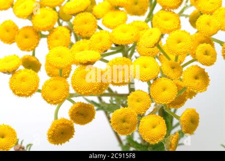 'Tansy, vulgare Tanacetum, SYN .: Chrysantheme vulgare, tansy. Früher wurde der Tangy bei Wurmkrankheiten eingesetzt; Extrakte aus dem Tangy können hemmen Stockfoto
