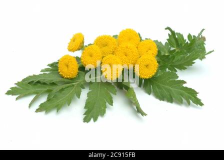 'Tansy, vulgare Tanacetum, SYN .: Chrysantheme vulgare, tansy. Früher wurde der Tangy bei Wurmkrankheiten eingesetzt; Extrakte aus dem Tangy können hemmen Stockfoto