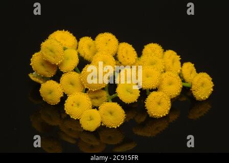 'Tansy, vulgare Tanacetum, SYN .: Chrysantheme vulgare, tansy. Früher wurde der Tangy bei Wurmkrankheiten eingesetzt; Extrakte aus dem Tangy können hemmen Stockfoto