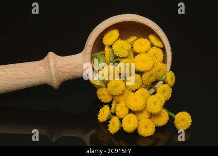 'Tansy, vulgare Tanacetum, SYN .: Chrysantheme vulgare, tansy. Früher wurde der Tangy bei Wurmkrankheiten eingesetzt; Extrakte aus dem Tangy können hemmen Stockfoto