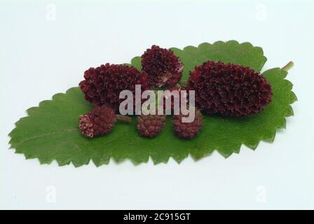 Großer burnett, Sanguisorba officinalis, auch Groß-Burnett. In der Kräutermedizin hat der große Burnett den Ruf, ein guter Styptiker zu sein. In vielen Bereichen Stockfoto