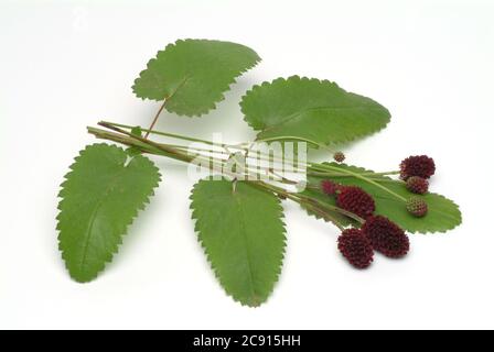 Großer burnett, Sanguisorba officinalis, auch Groß-Burnett. In der Kräutermedizin hat der große Burnett den Ruf, ein guter Styptiker zu sein. In vielen Bereichen Stockfoto