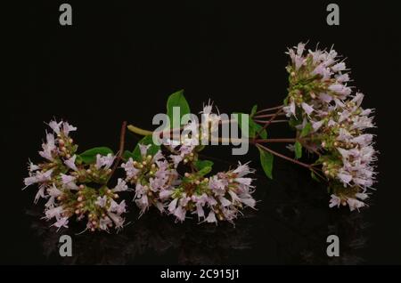 Oregano, Origanum vulgare, ist eine blühende Pflanze aus der Familie der Minze. Triviale Namen sind Dorst, Dost, Dost Real, Common Dost, Wohlgemut oder Wild Majoran. Stockfoto