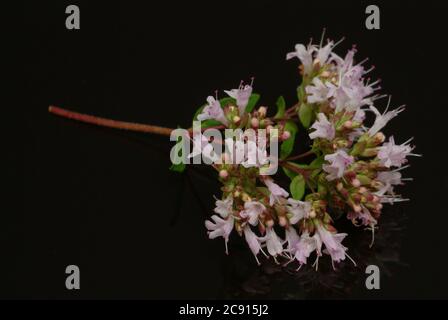 Oregano, Origanum vulgare, ist eine blühende Pflanze aus der Familie der Minze. Triviale Namen sind Dorst, Dost, Dost Real, Common Dost, Wohlgemut oder Wild Majoran. Stockfoto