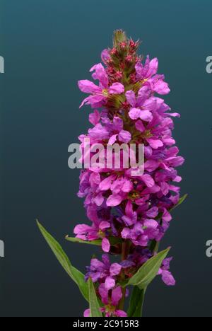 Gewöhnlicher Loosestreif, Lythrum salicaria. Der Loosestraf wird seit der Antike als Heilpflanze verwendet. Als Heilmittel Blüten und das Rhizom o Stockfoto