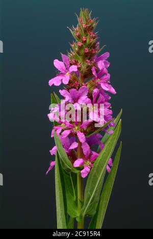 Gewöhnlicher Loosestreif, Lythrum salicaria. Der Loosestraf wird seit der Antike als Heilpflanze verwendet. Als Heilmittel Blüten und das Rhizom o Stockfoto