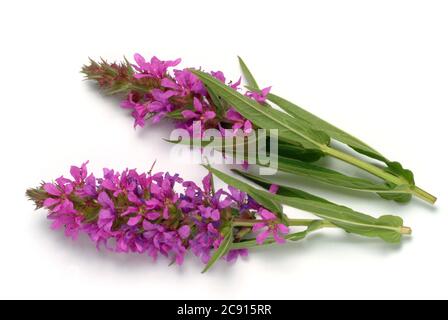 Gewöhnlicher Loosestreif, Lythrum salicaria. Der Loosestraf wird seit der Antike als Heilpflanze verwendet. Als Heilmittel Blüten und das Rhizom o Stockfoto