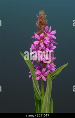 Gewöhnlicher Loosestreif, Lythrum salicaria. Der Loosestraf wird seit der Antike als Heilpflanze verwendet. Als Heilmittel Blüten und das Rhizom o Stockfoto