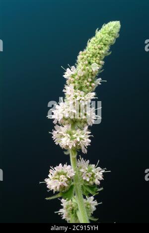 Ross mint, Mentha longifolia. Die Rossminze wird auf kühlende und schmerzlindernde Eigenschaften zurückgeführt. Es wird daher hauptsächlich in den folgenden Bereichen eingesetzt: Ins Stockfoto