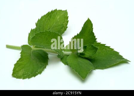 Ross mint, Mentha longifolia. Die Rossminze wird auf kühlende und schmerzlindernde Eigenschaften zurückgeführt. Es wird daher hauptsächlich in den folgenden Bereichen eingesetzt: Ins Stockfoto