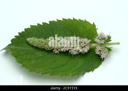 Ross mint, Mentha longifolia. Die Rossminze wird auf kühlende und schmerzlindernde Eigenschaften zurückgeführt. Es wird daher hauptsächlich in den folgenden Bereichen eingesetzt: Ins Stockfoto