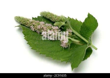 Ross mint, Mentha longifolia. Die Rossminze wird auf kühlende und schmerzlindernde Eigenschaften zurückgeführt. Es wird daher hauptsächlich in den folgenden Bereichen eingesetzt: Ins Stockfoto