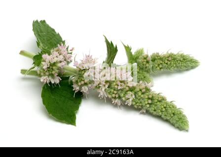 Ross mint, Mentha longifolia. Die Rossminze wird auf kühlende und schmerzlindernde Eigenschaften zurückgeführt. Es wird daher hauptsächlich in den folgenden Bereichen eingesetzt: Ins Stockfoto