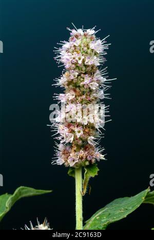 Ross mint, Mentha longifolia. Die Rossminze wird auf kühlende und schmerzlindernde Eigenschaften zurückgeführt. Es wird daher hauptsächlich in den folgenden Bereichen eingesetzt: Ins Stockfoto