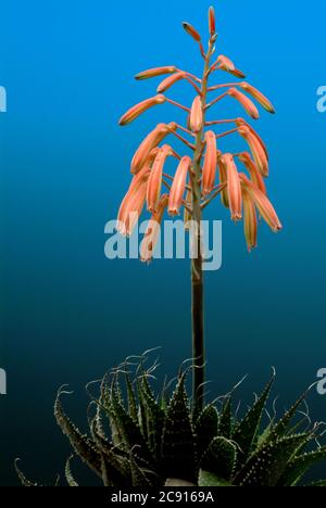 Aloe¸ real, Aloe¸ Vera. Die Aloe Vera ist officinale Pflanzenwurzel der Aloe, ein zu Trockenheit aus dem Blattsaft durch Verdunstung pharmazeutisches Medikament gewonnen Stockfoto