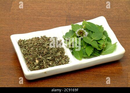 Getrocknete und frische Kaupfefferminze, Mentha piperita ?, ist eine beliebte Kräuter- und Gewürzpflanze. Pfefferminze stimuliert den Gallenfluss und die Gallenproduktion, Antispa Stockfoto