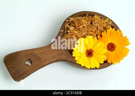Ringelblume, Calendula officinalis. Pharmazeutisch werden die getrockneten Blütenköpfe verwendet. Das Arzneimittel reduziert Entzündungen und fördert die Forma Stockfoto