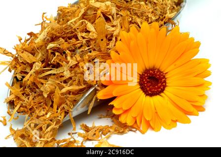 Getrocknete Blüten von Calendula, Calendula officinalis. Pharmazeutisch werden die getrockneten Blütenköpfe verwendet. Das Arzneimittel reduziert Entzündungen und Stockfoto