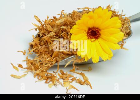 Getrocknete Blüten von Calendula, Calendula officinalis. Pharmazeutisch werden die getrockneten Blütenköpfe verwendet. Das Arzneimittel reduziert Entzündungen und Stockfoto