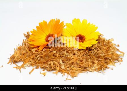 Ringelblume, Calendula officinalis. Pharmazeutisch werden die getrockneten Blütenköpfe verwendet. Das Arzneimittel reduziert Entzündungen und fördert die Forma Stockfoto