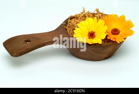 Ringelblume, Calendula officinalis. Pharmazeutisch werden die getrockneten Blütenköpfe verwendet. Das Arzneimittel reduziert Entzündungen und fördert die Forma Stockfoto