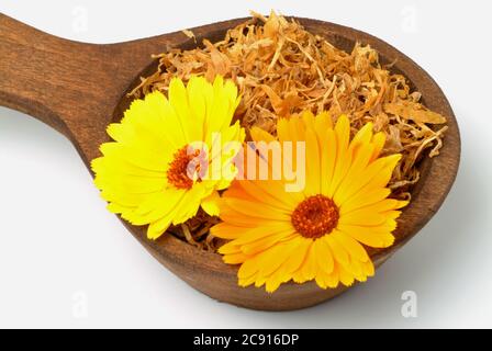 Ringelblume, Calendula officinalis. Pharmazeutisch werden die getrockneten Blütenköpfe verwendet. Das Arzneimittel reduziert Entzündungen und fördert die Forma Stockfoto