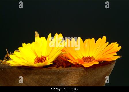 Ringelblume, Calendula officinalis. Pharmazeutisch werden die getrockneten Blütenköpfe verwendet. Das Arzneimittel reduziert Entzündungen und fördert die Forma Stockfoto