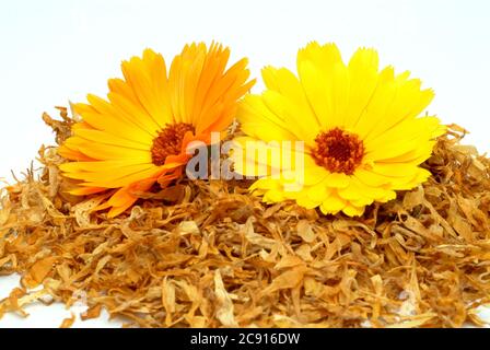 Ringelblume, Calendula officinalis. Pharmazeutisch werden die getrockneten Blütenköpfe verwendet. Das Arzneimittel reduziert Entzündungen und fördert die Forma Stockfoto