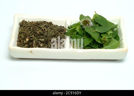 Getrocknete und frische Kaupfefferminze, Mentha piperita ?, ist eine beliebte Kräuter- und Gewürzpflanze. Pfefferminze stimuliert den Gallenfluss und die Gallenproduktion, Antispa Stockfoto