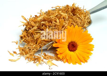 Getrocknete Blüten von Calendula, Calendula officinalis. Pharmazeutisch werden die getrockneten Blütenköpfe verwendet. Das Arzneimittel reduziert Entzündungen und Stockfoto
