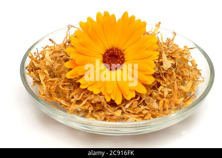 Getrocknete Blüten von Calendula, Calendula officinalis. Pharmazeutisch werden die getrockneten Blütenköpfe verwendet. Das Arzneimittel reduziert Entzündungen und Stockfoto