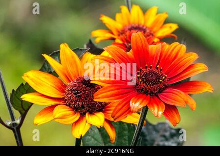 Falsche Sonnenblume Heliopsis helianthoides 'blutende Herzen' Stockfoto