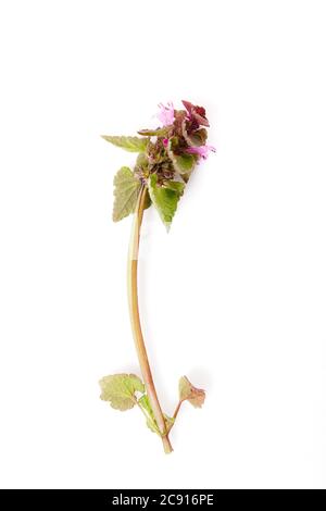 Lamium purpureum, rote Totennessel, violette Totennessel oder purpurner Erzengel auf weißem Hintergrund, Heilpflanze Stockfoto