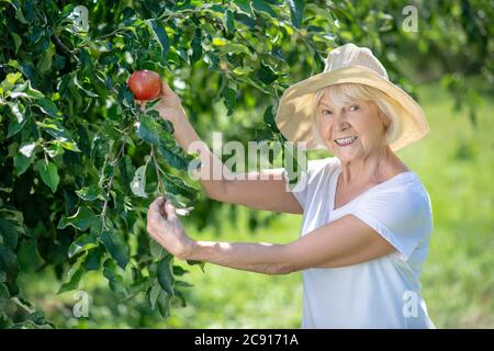 Lächelnde ältere Frau pflückt einen Apfel vom Baum Stockfoto