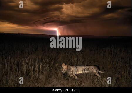 Lion by Lightning in Kalahari Stockfoto