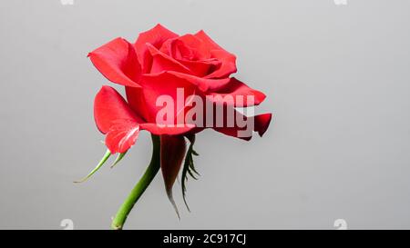 Einzelne schöne rote Rose isoliert auf dunklem Hintergrund Stockfoto