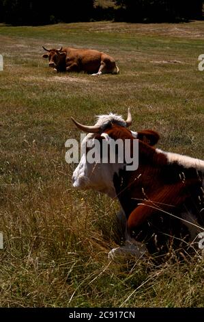 Kühe in der französischen Landschaft an einem Sommertag Stockfoto