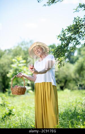 Ältere Frau trägt einen Hut beim Apfelpflücken Stockfoto