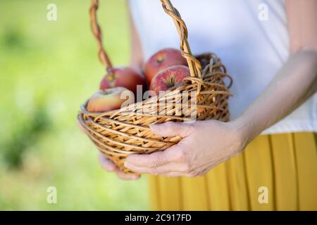 Ältere Frau mit einem Korb mit Bio-Äpfeln Stockfoto