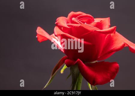 Einzelne schöne rote Rose isoliert auf dunklem Hintergrund Stockfoto