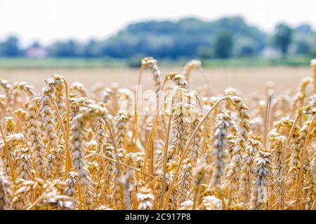 Weizenfelder Stockfoto