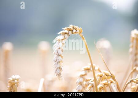 In den Bereichen Stockfoto
