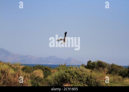 Minturno, Italien - 24. August 2017: Ein Bussard im Park der Riviera di Ulisse Stockfoto