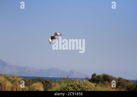 Minturno, Italien - 24. August 2017: Ein Bussard im Park der Riviera di Ulisse Stockfoto