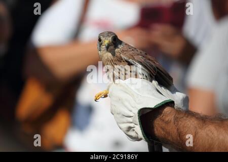 Minturno, Italien - 24. August 2017: Ein Turmfalke im Park der Riviera di Ulisse Stockfoto
