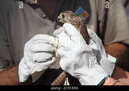 Minturno, Italien - 24. August 2017: Ein Turmfalke im Park der Riviera di Ulisse Stockfoto