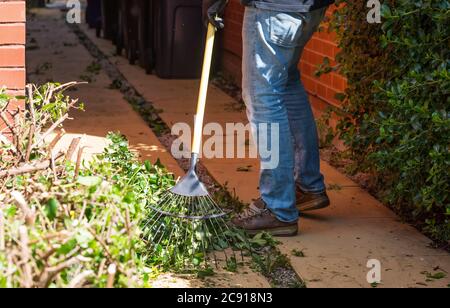 Man reinigt Blätter und Äste mit einem Gartenrasen nach dem Schneiden Stockfoto