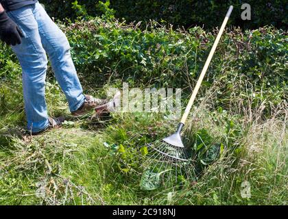 Man reinigt Blätter und Äste mit einem Gartenrasen nach dem Schneiden Stockfoto