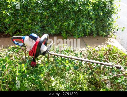 Heckenschere auf Schneidbuchsen Stockfoto